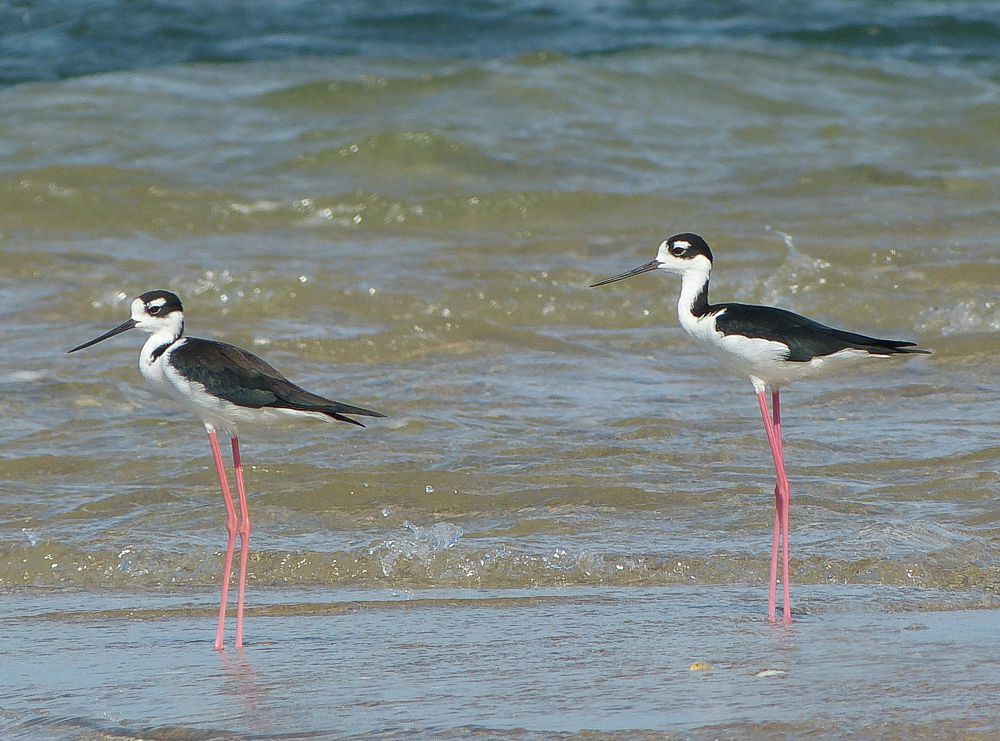 Click to See Next Image